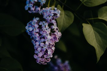Close Up Photography of Orchid Flowers