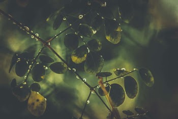Close Up Photography of Ovate Leaf Plants