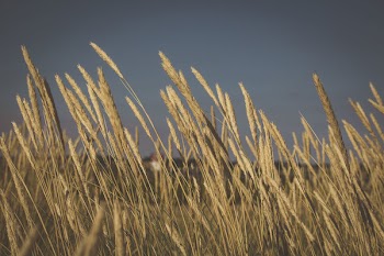 Close-up Photography of Pampas Grass