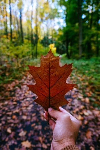 Close-up Photography of Person Holding Dried Leaf