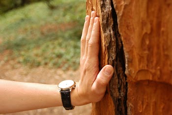 Close-up Photography of Person Wearing Watch Holding Tree