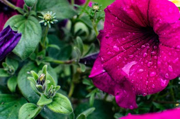 Close-Up Photography of Petunia Flower