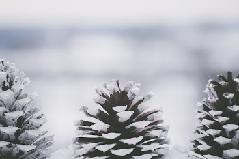 Close-up Photography Of Pine Cones