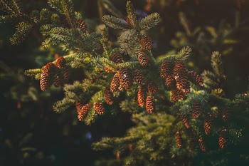 Close Up Photography of Pine Cones