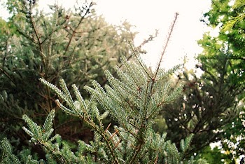 Close-Up Photography of Pine Leaves