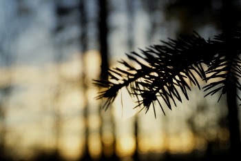 Close-Up Photography of Pine Leaves
