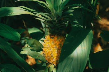 Close-Up Photography of Pinepapple
