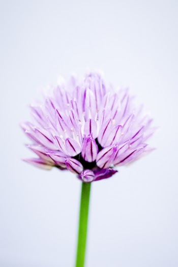 Close-Up Photography Of Pink Allium