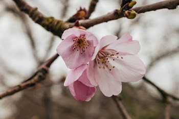 Close Up Photography of Pink Cherry Blossom Flower