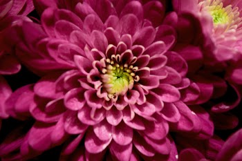 Close-up Photography of Pink Chrysanthemum Flowers