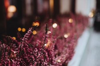 Close-up Photography of Pink Cluster Petaled Flowers