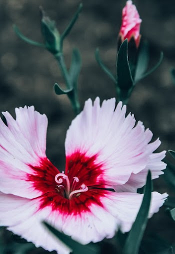 Close-up Photography of Pink Dianthus Flower in Bloom