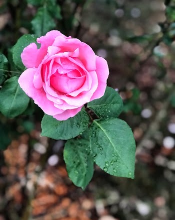 Close-Up Photography of Pink Flower
