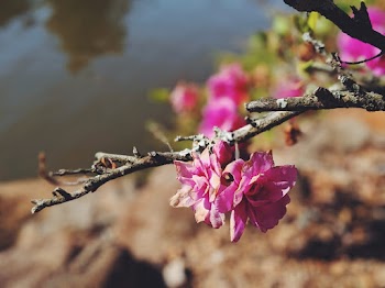 Close-up Photography Of Pink Flower