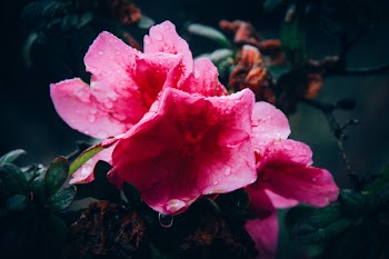 Close-Up Photography of Pink Flower With Droplets