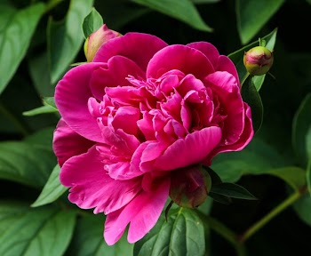 Close Up Photography of Pink Flower With Flower Buds