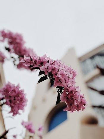 Close-up Photography of Pink Flowers