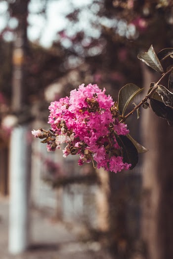 Close-up Photography of Pink Flowers