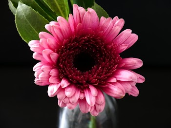 Close-Up Photography of Pink Gerbera