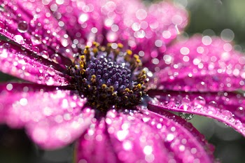 Close-Up Photography Of Pink Osteospermum Flower With Water Dew