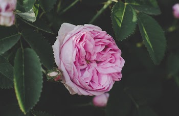 Close Up Photography of Pink Peony Flower