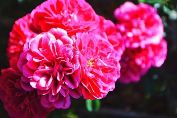 Close-up Photography Of Pink Petaled Flower