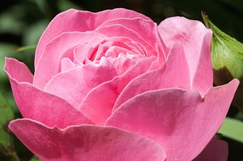 Close-up Photography of Pink Rose
