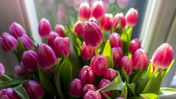 Close-up Photography of Pink Tulips