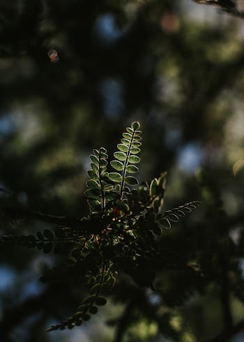 Close-up Photography of Plant