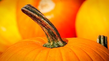 Close-up Photography of Pumpkin