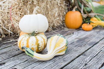 Close-up Photography of Pumpkins