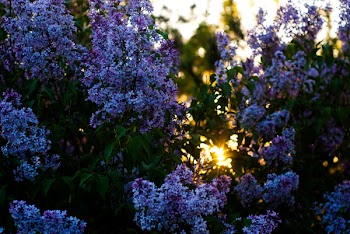 Close-up Photography of Purple-and-white Petaled Flowers