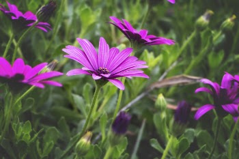 Close-Up Photography of Purple Daisybush Flowers