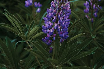 Close-Up Photography of Purple Flower