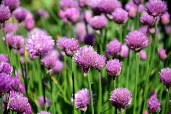 Close-up Photography of Purple Flowers