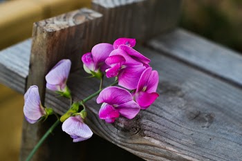 Close-Up Photography of Purple FLowers