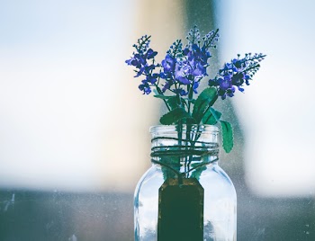 Close-Up Photography of Purple Flowers in Clear Glass Vase