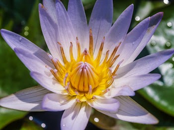 Close-up Photography Of Purple Petaled Flower