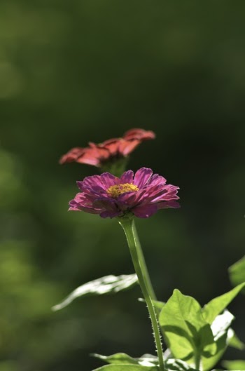Close Up Photography of Purple Petaled Flower Near Orange Petaled Flower