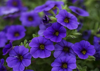 Close-Up Photography of Purple Petunia Flowers