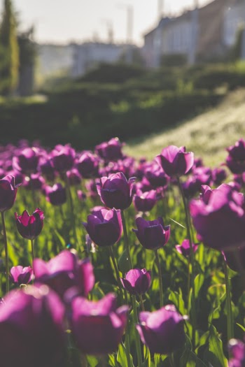 Close-Up Photography of Purple Tulips