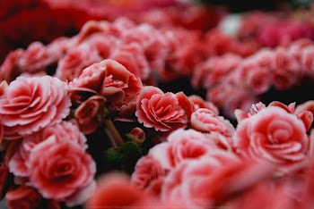 Close-up photography of red and white petaled flowers