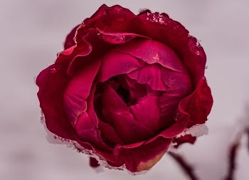 close up photography of red clustered flower
