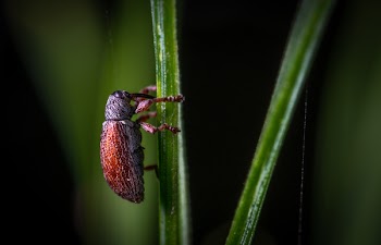 Close-up Photography of Red Insect