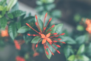 Close-Up Photography of Red Ixora Coccinea