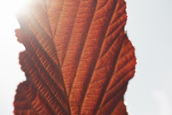 Close-up Photography Of Red Leaf