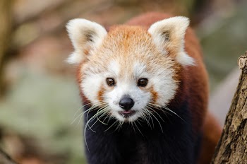 Close Up Photography of Red Panda