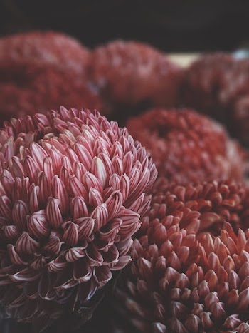 Close-up Photography Of Red Petaled Flowers