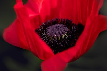 Close-up Photography of Red Poppy Flower