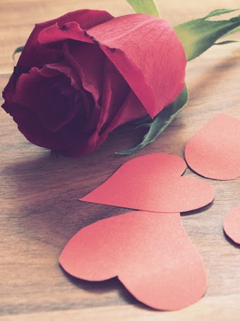 Close-Up Photography of Red Rose